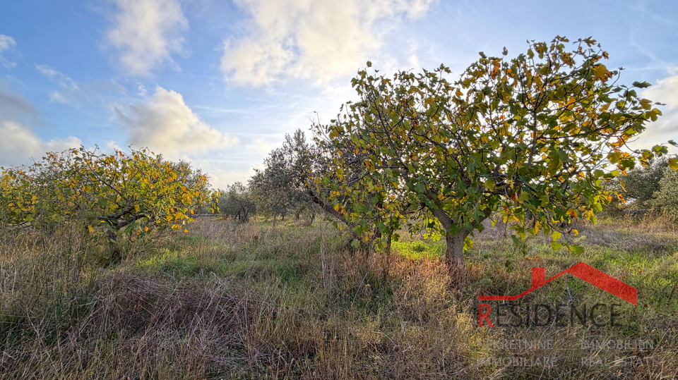 Vodnjan - &Scaron;alvela&comma; olive grove