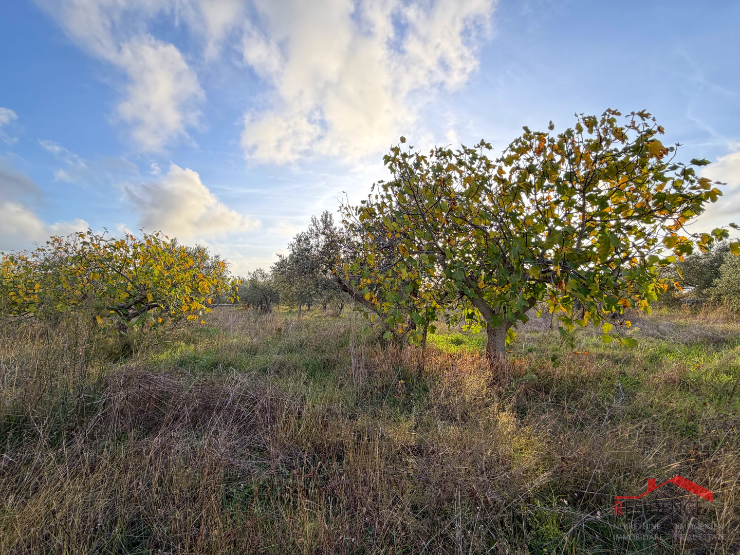 Vodnjan - Šalvela, olive grove