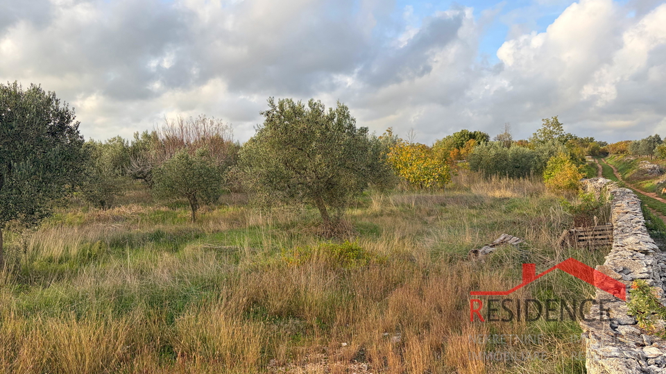 Vodnjan - &Scaron;alvela&comma; olive grove