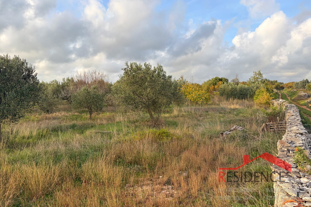Vodnjan - Šalvela, olive grove
