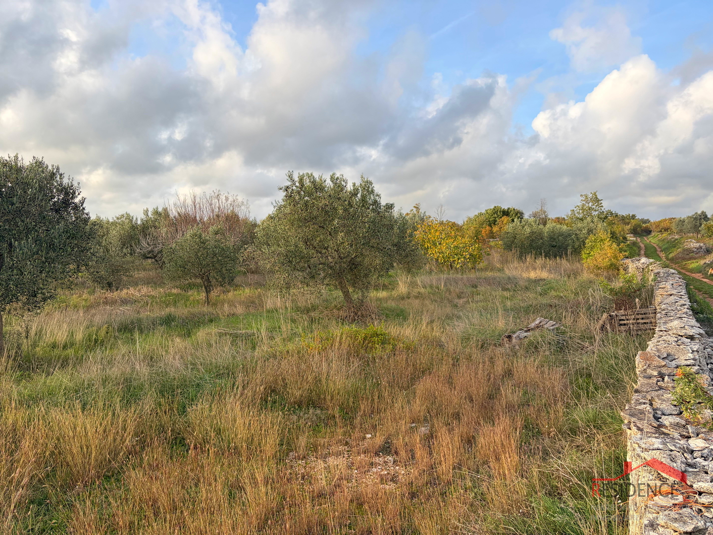 Vodnjan - Šalvela, olive grove