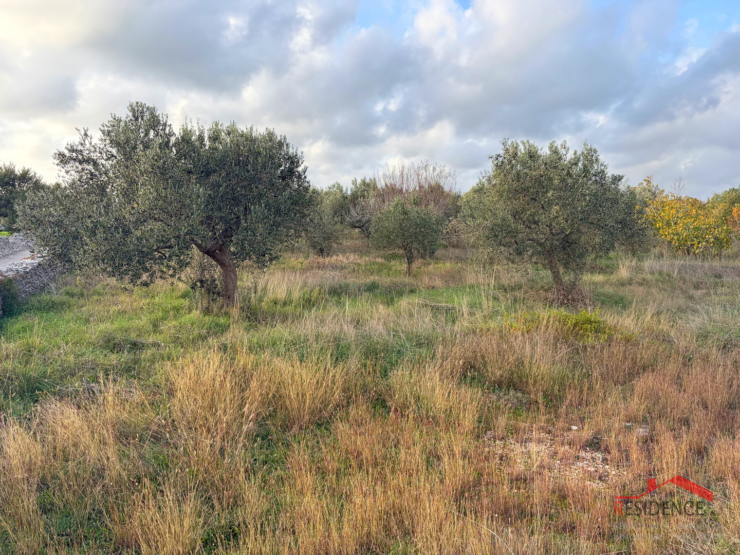 Vodnjan - Šalvela, olive grove