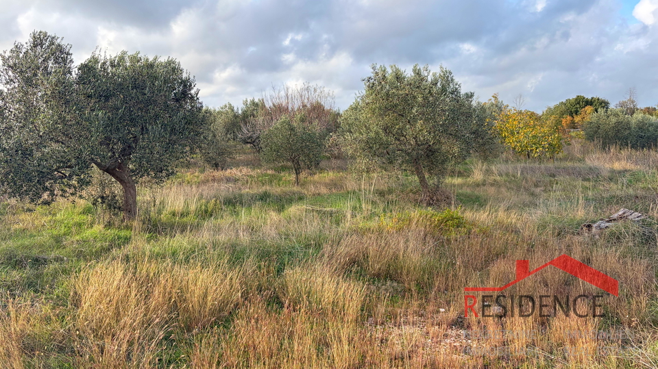 Vodnjan - &Scaron;alvela&comma; olive grove
