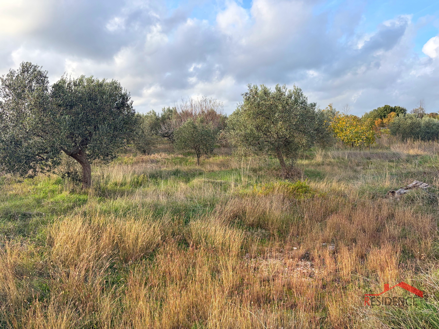 Vodnjan - Šalvela, olive grove