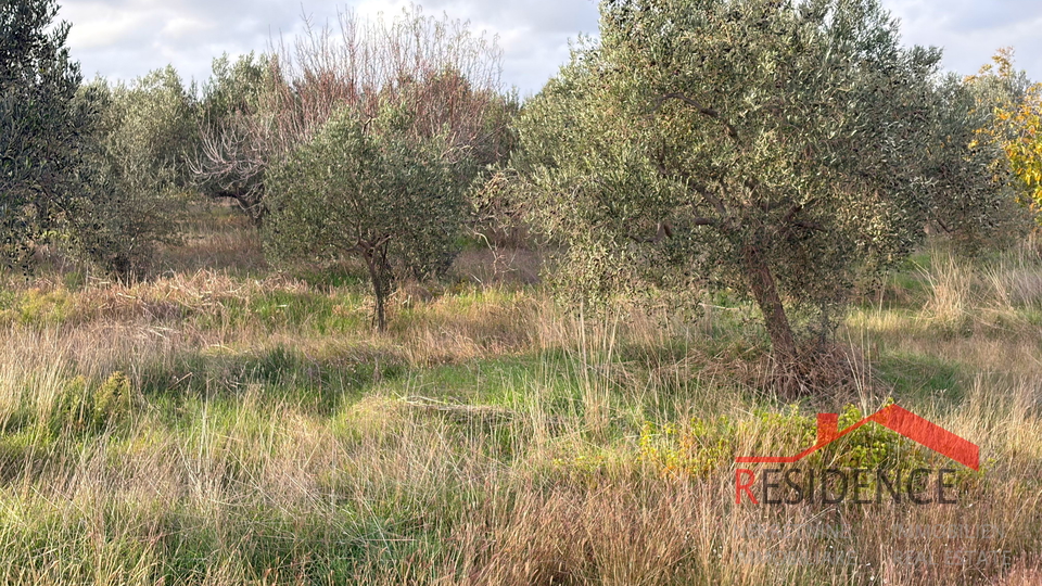 Vodnjan - &Scaron;alvela&comma; olive grove