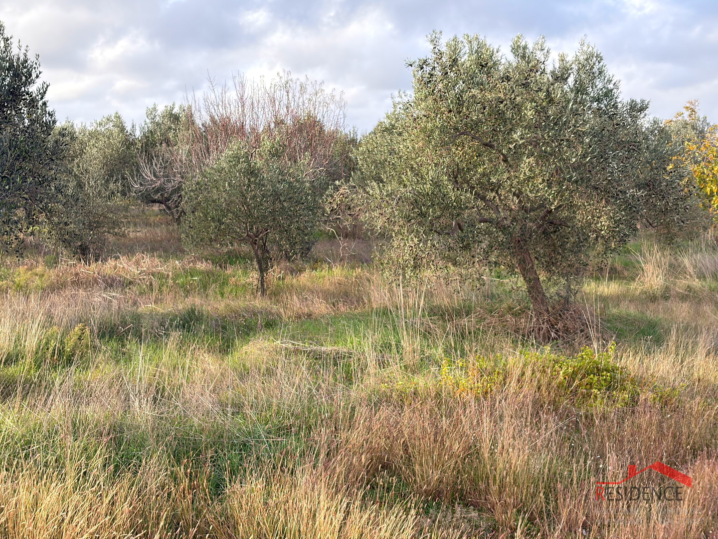 Vodnjan - Šalvela, olive grove