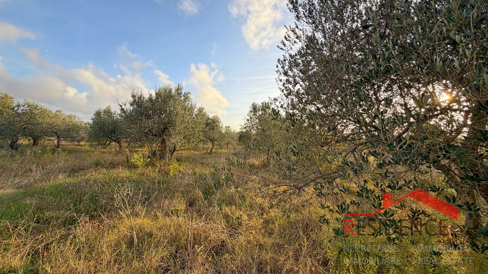 Vodnjan - &Scaron;alvela&comma; olive grove