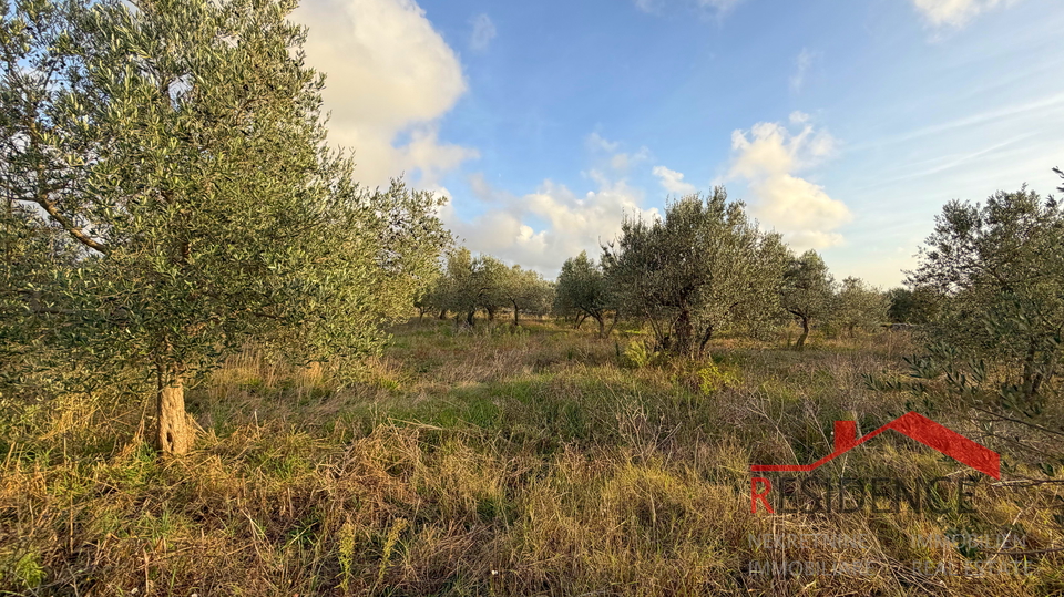 Vodnjan - &Scaron;alvela&comma; olive grove