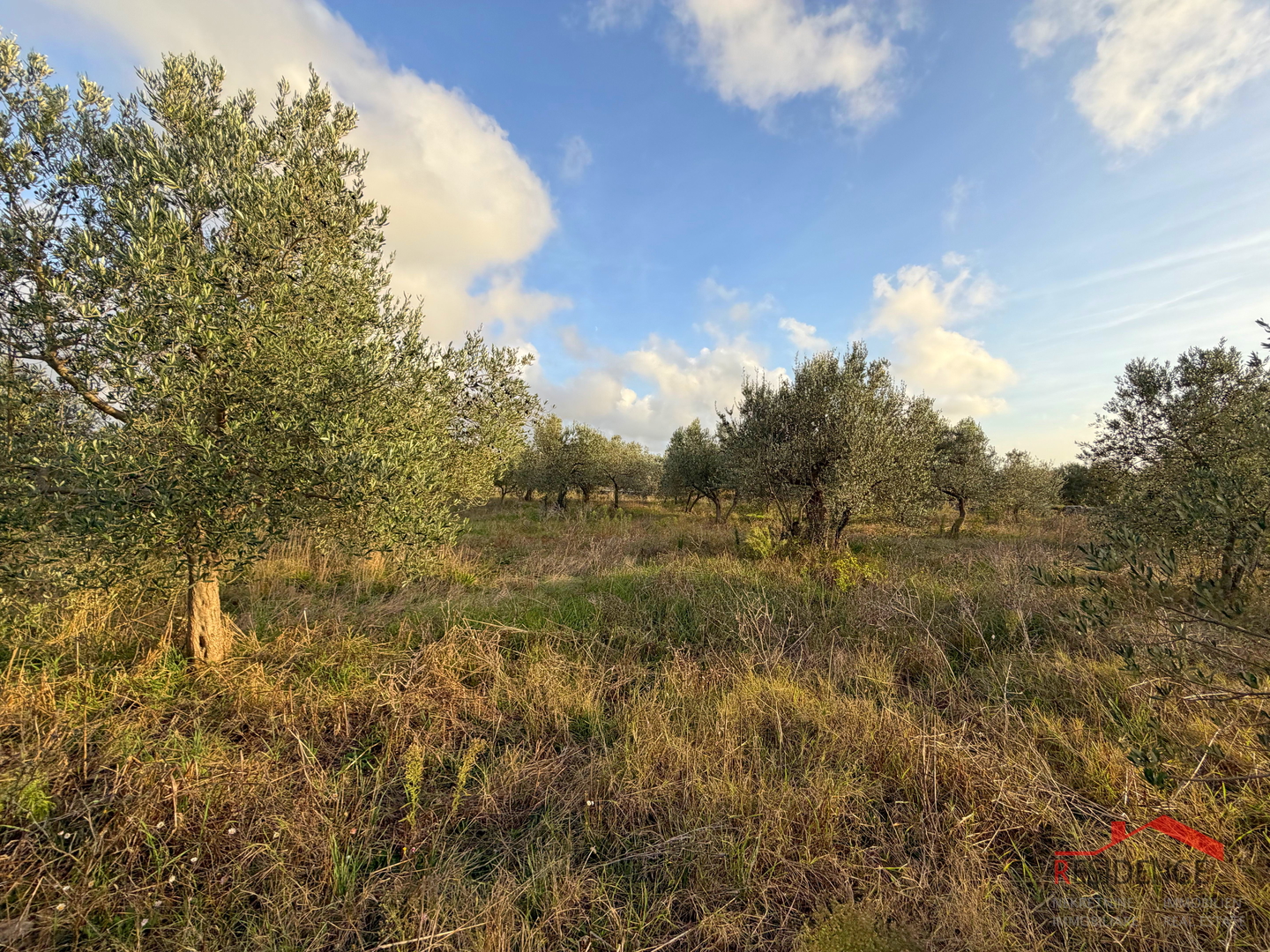 Vodnjan - Šalvela, olive grove