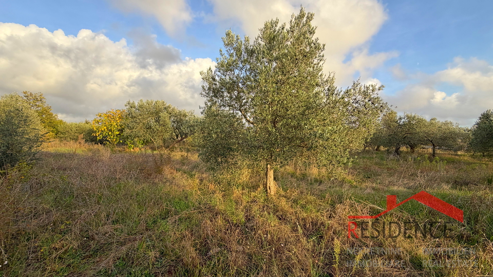 Vodnjan - &Scaron;alvela&comma; olive grove