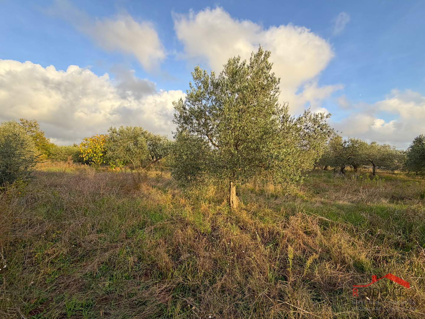 Vodnjan - Šalvela, olive grove
