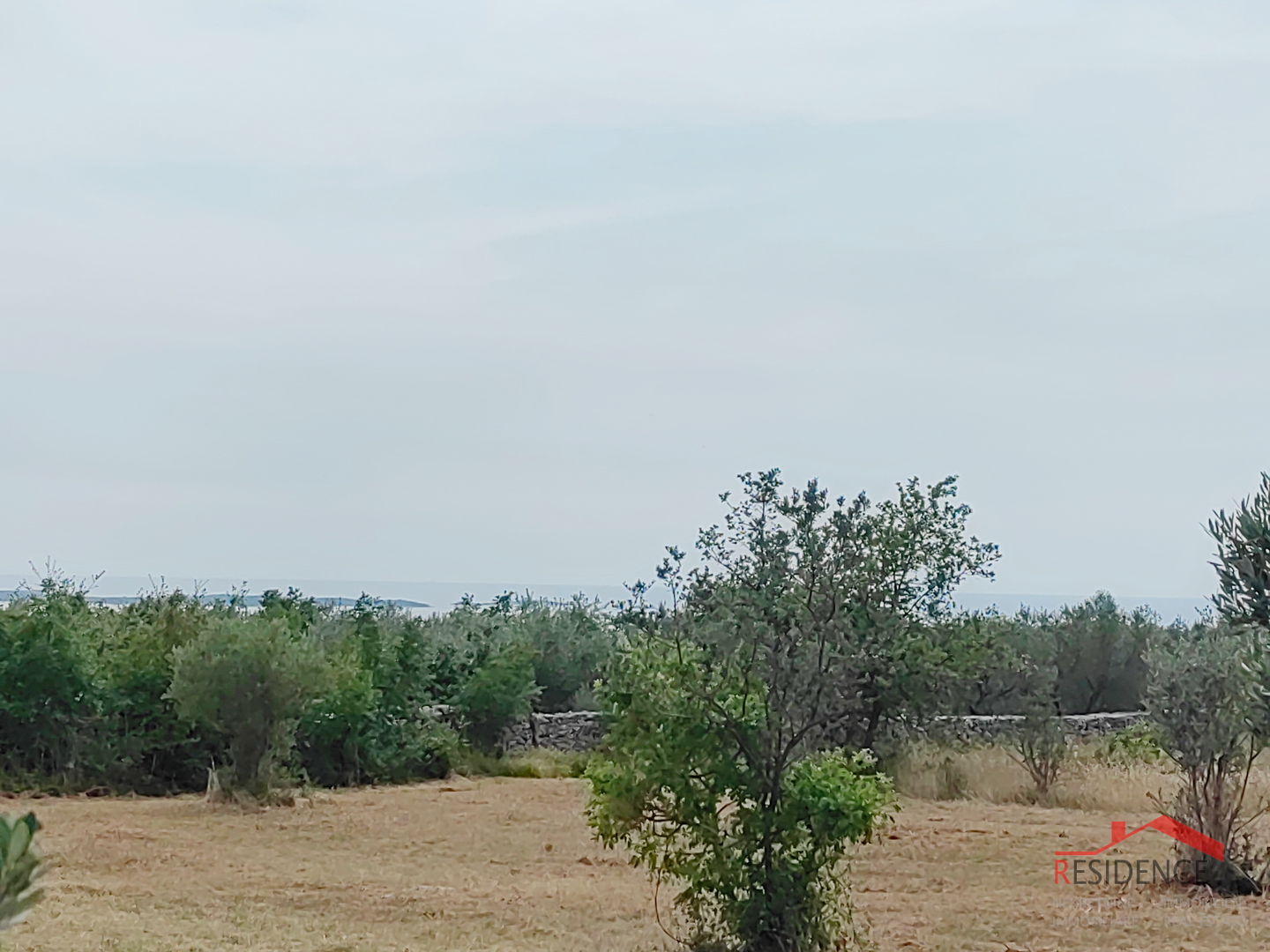 Vodnjan, Ackerland mit Olivenbäumen