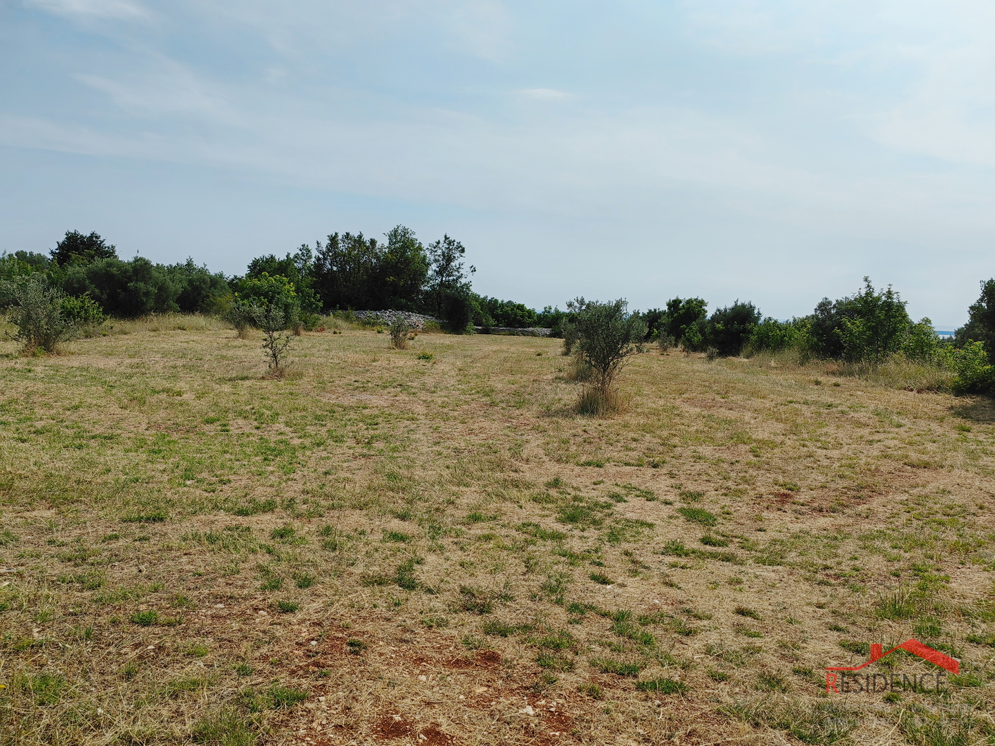 Vodnjan, agricultural land with olive trees