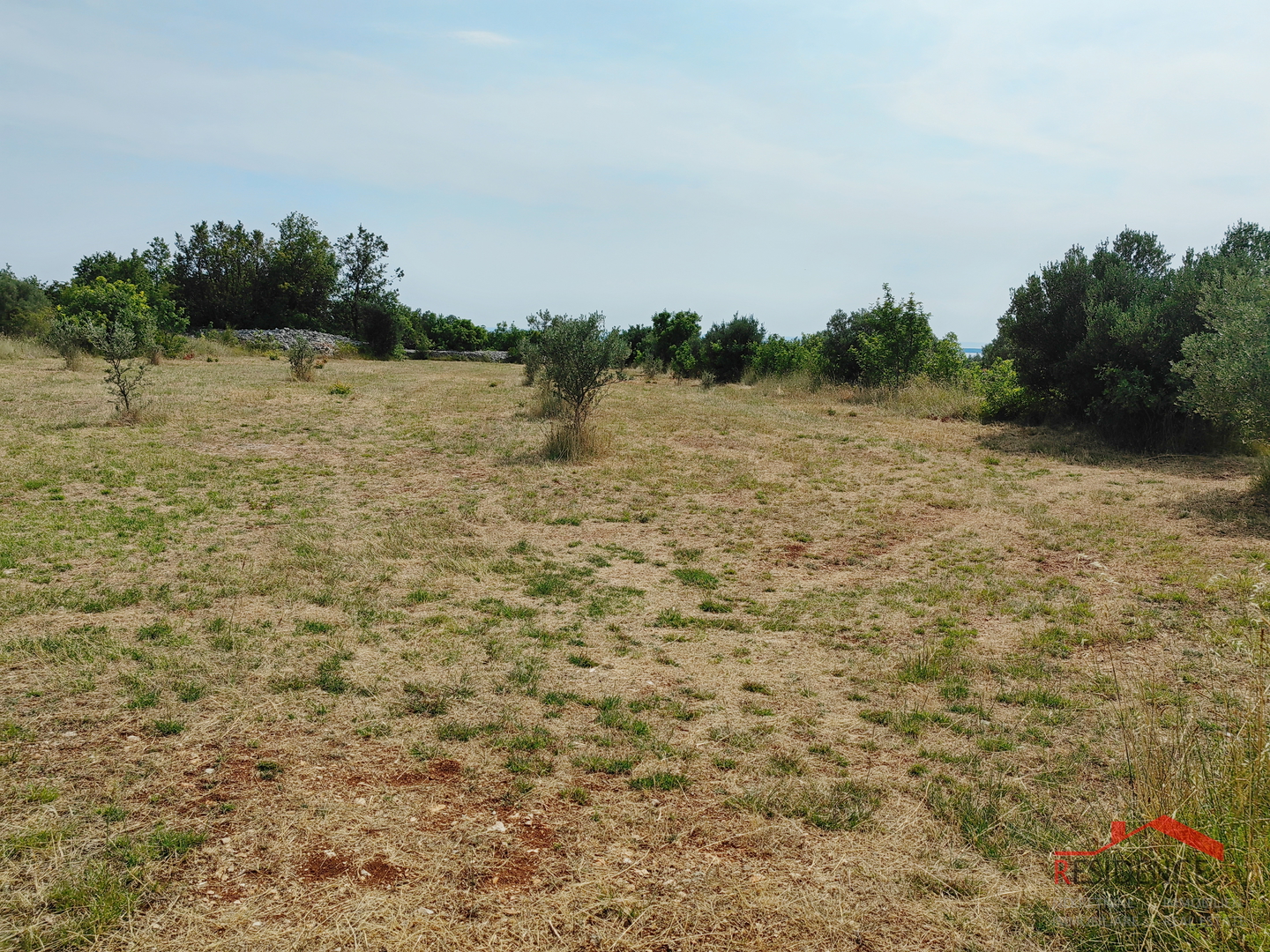 Vodnjan, agricultural land with olive trees