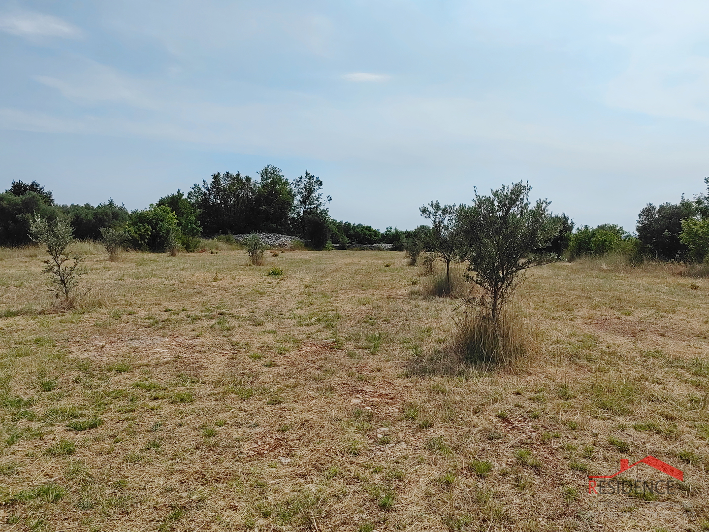 Vodnjan, agricultural land with olive trees