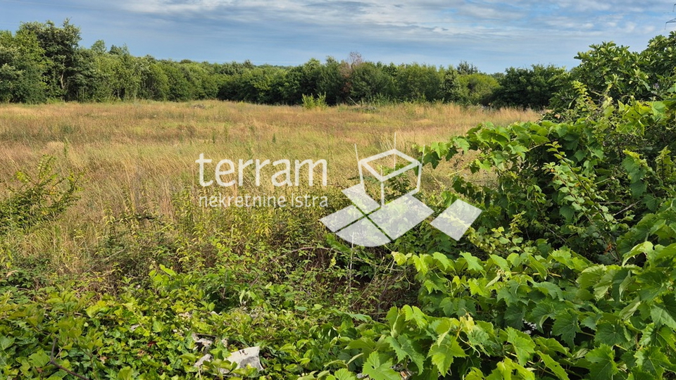 Istrien, Vodnjan, Bauland 498m bis 590m2, mit einem bezahlten Projekt für ein Haus mit Schwimmbad #Verkauf