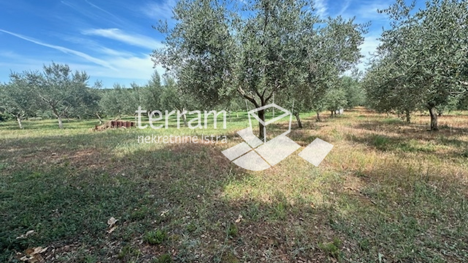 Istria, Ližnjan, agricultural land, electricity, water, olive trees, near the sea!! #sale