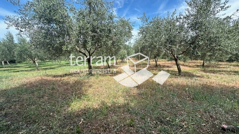 Istria, Ližnjan, agricultural land, electricity, water, olive trees, near the sea!! #sale