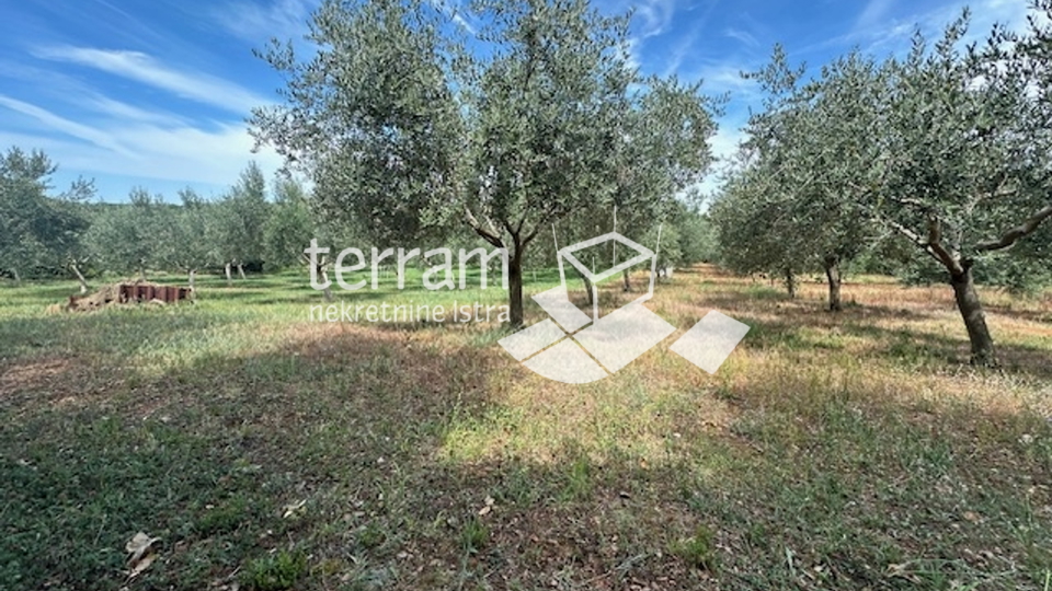 Istria, Ližnjan, agricultural land, electricity, water, olive trees, near the sea!! #sale