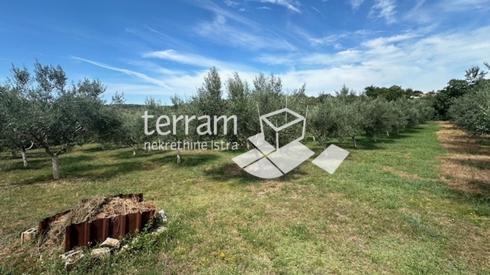 Istria, Ližnjan, agricultural land, electricity, water, olive trees, near the sea!! #sale