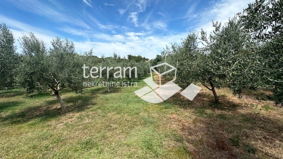 Istria, Ližnjan, agricultural land, electricity, water, olive trees, near the sea!! #sale