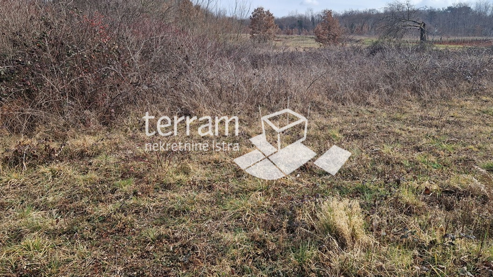 Istria, Barban, building plot 3160m2 with a building of 40m2 for sale