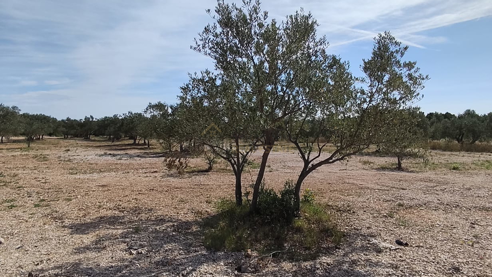VODICE&comma; MASLINIK ZA PRODAJU
