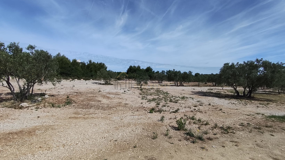 VODICE&comma; MASLINIK ZA PRODAJU