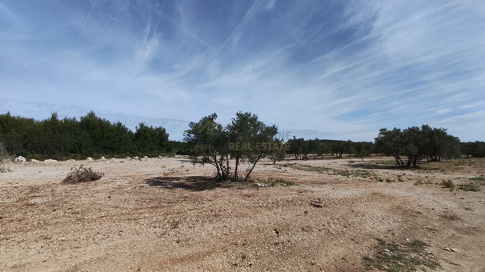 VODICE&comma; MASLINIK ZA PRODAJU