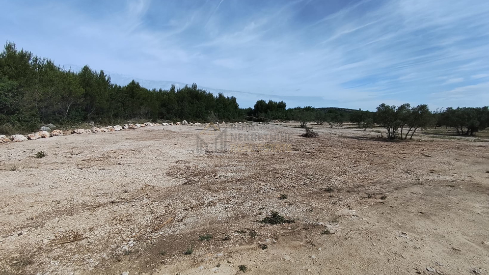 VODICE&comma; MASLINIK ZA PRODAJU