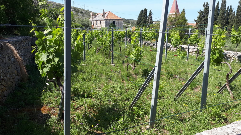 Tradicionalana kamena kuća u krasnom starom bračkom mjestu Bobovišća