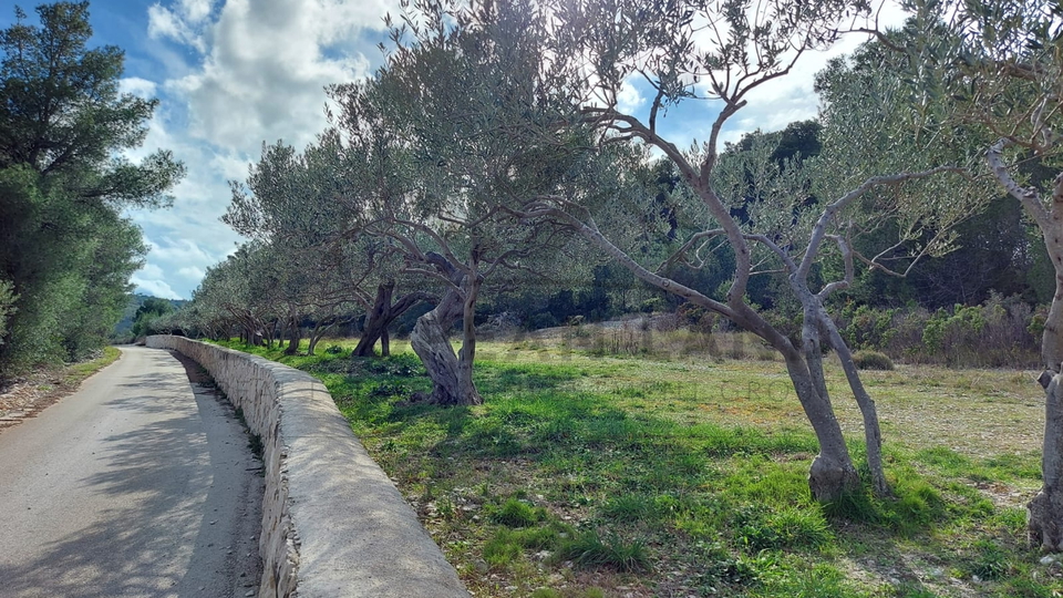 Maslinik - Mirca, otok Brač