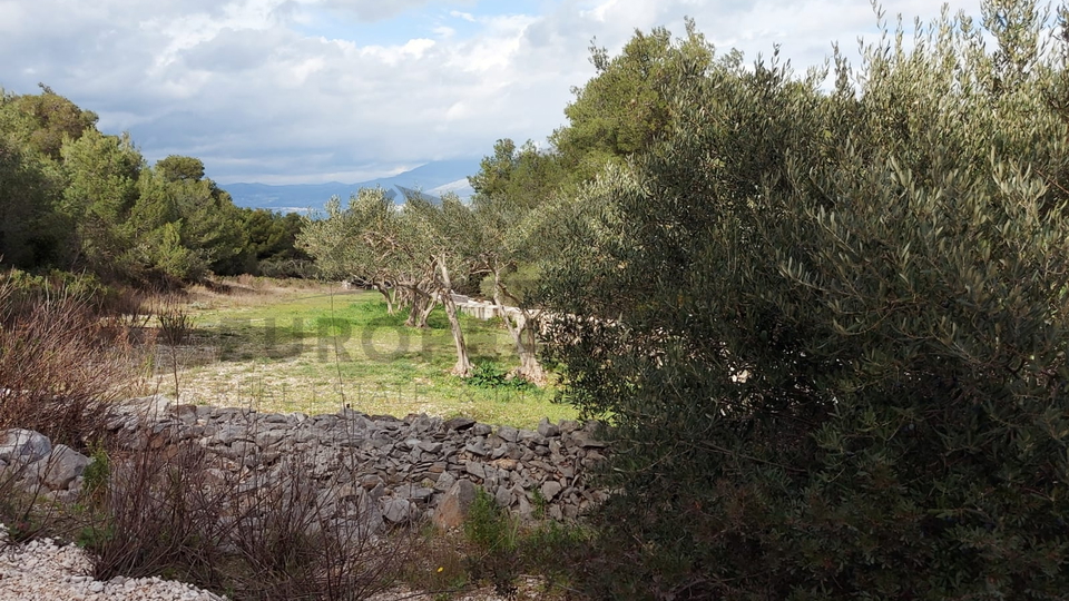 Maslinik - Mirca, otok Brač