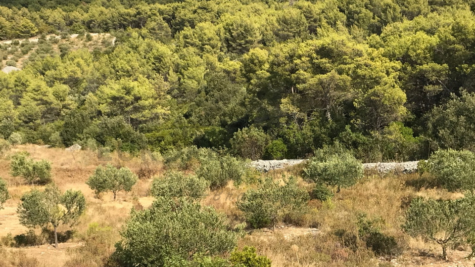 Prodaja, Zemljište, Poljoprivredna površina, Splitsko-dalmatinska županija, Sutivan