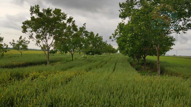 Grundstück, 4892 m2, Verkauf, Osijek - Tenja