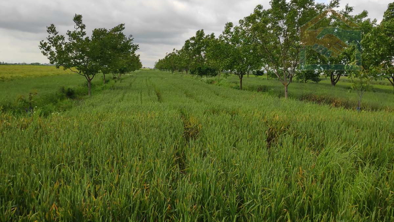 Terreno, 4892 m2, Vendita, Osijek - Tenja