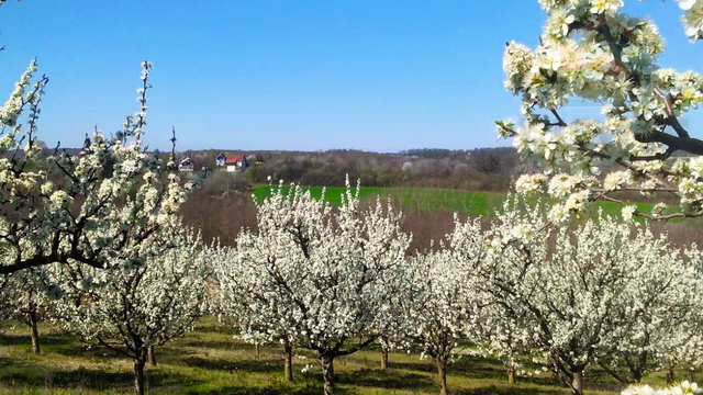 Land, 16824 m2, For Sale, Podgorje Bračevačko