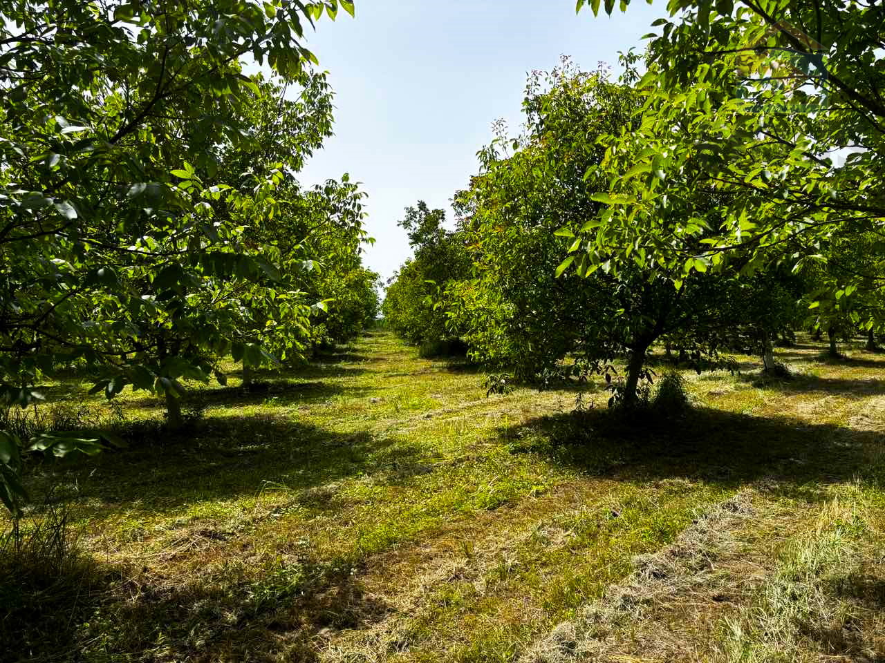 Nasad oraha s brvnarom - Ivanovac
