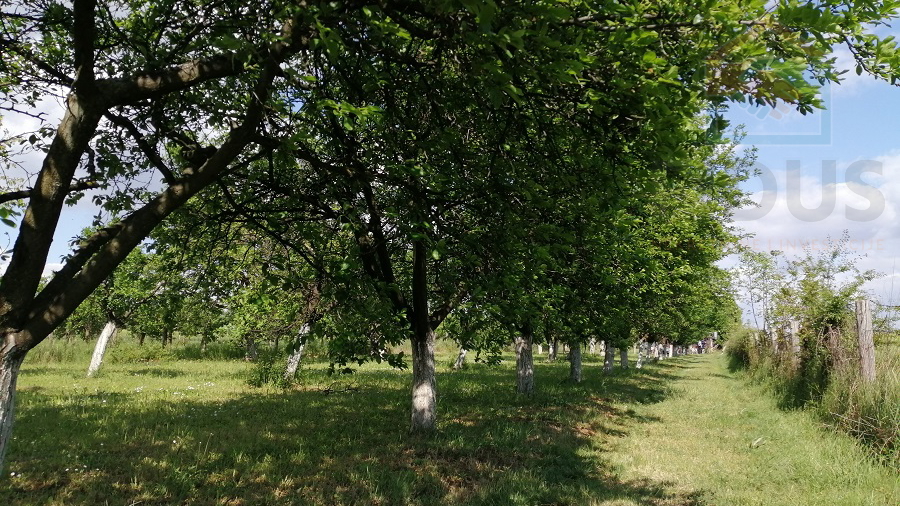 Land&comma; 3657 m2&comma; For Sale&comma; Erdut