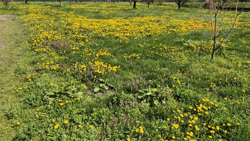 Land, 52895 m2, For Sale, Darda