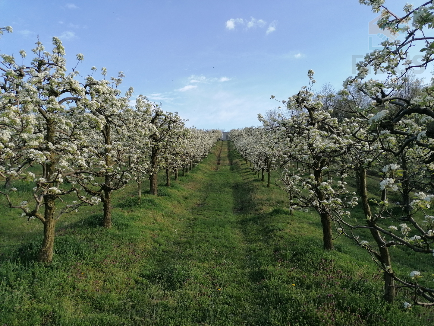 Stambeno poslovna nekretnina - Popovac/Baranja