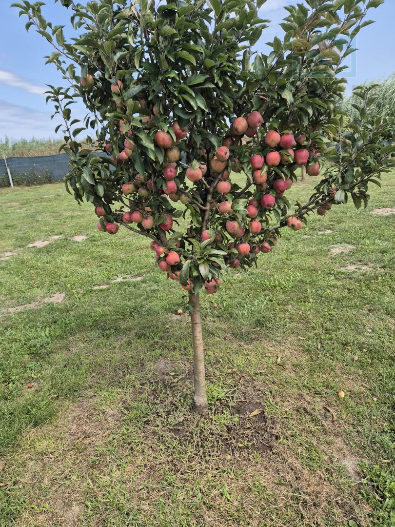 Gospodarska zgrada za poljoprivrednu namjenu  - Darda