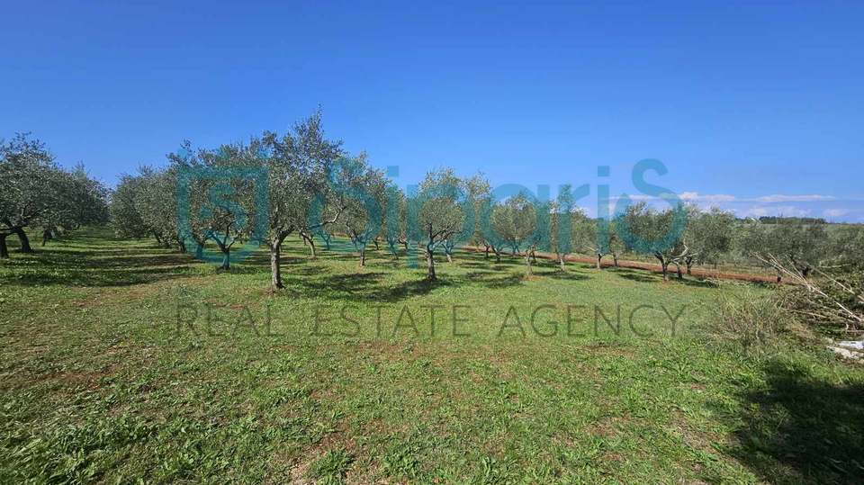 UMAG ZAMBRATIJA LAND WITH HOUSE AND OLIVES