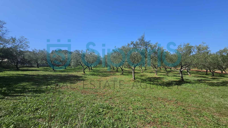 UMAG ZAMBRATIJA LAND WITH HOUSE AND OLIVES