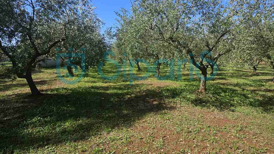 UMAG ZAMBRATIJA LAND WITH HOUSE AND OLIVES