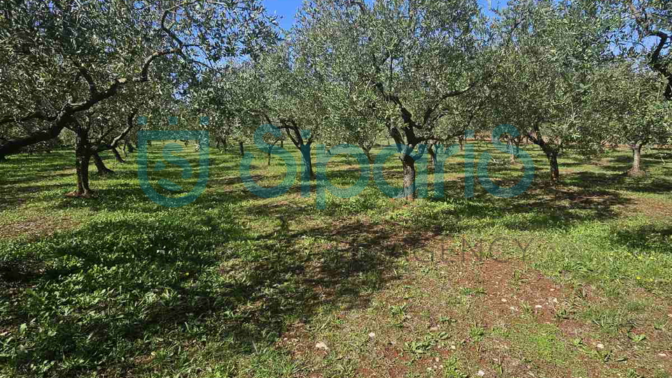 UMAG ZAMBRATIJA LAND WITH HOUSE AND OLIVES