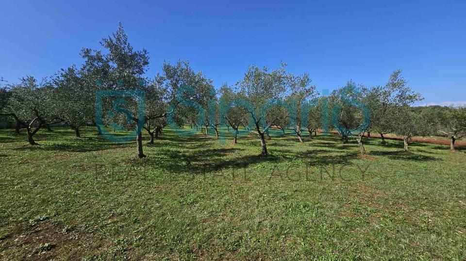 UMAG ZAMBRATIJA LAND WITH HOUSE AND OLIVES