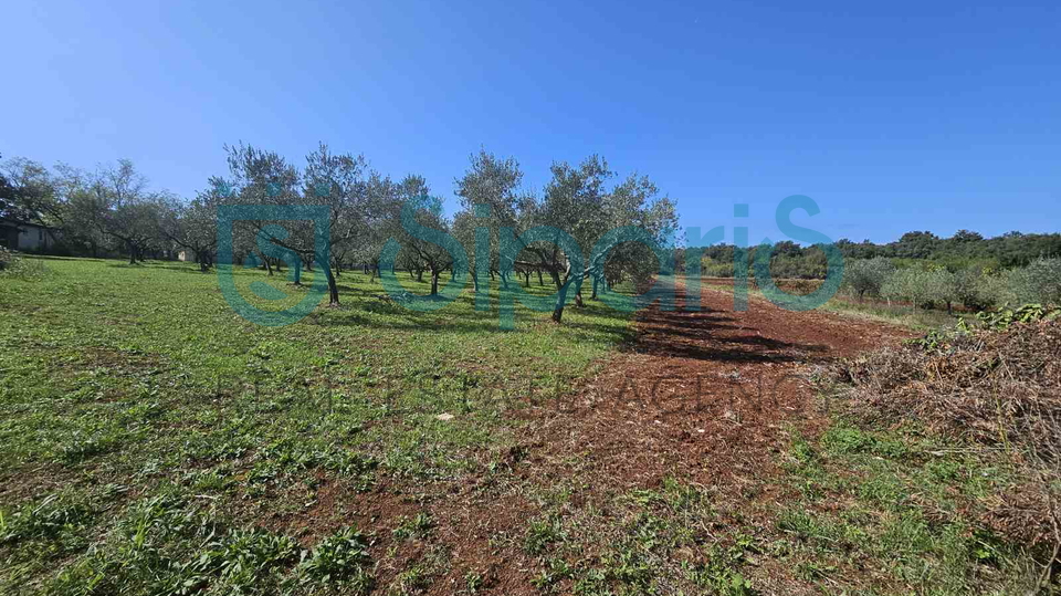 UMAG ZAMBRATIJA LAND WITH HOUSE AND OLIVES