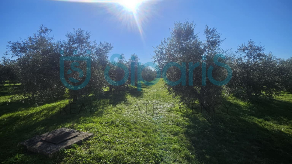 Grundstück, 8056 m2, Verkauf, Umag - Murine