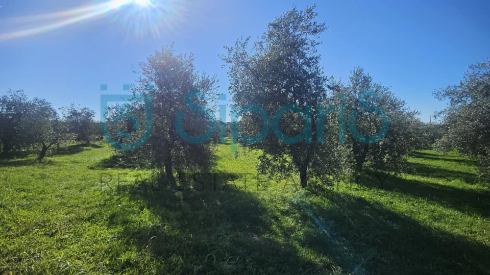 Grundstück, 8056 m2, Verkauf, Umag - Murine